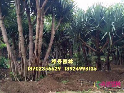红刺林投
