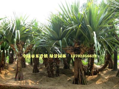 多头红刺林投
