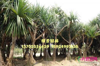 红刺林投