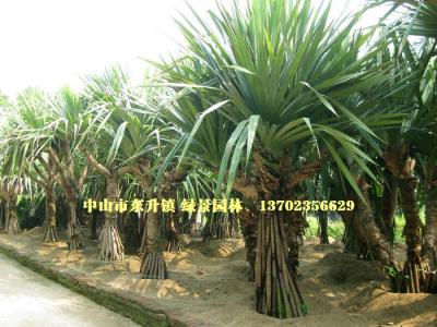 多头红刺林投